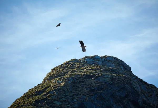 Baixo Ângulo Águias Voando Céu Sobre Rochas Bleik Nordland County — Fotografia de Stock