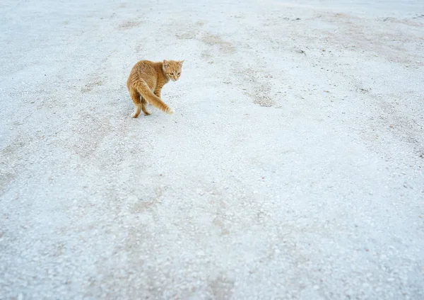 Sicilya Talya Avrupa Kumlu Sahilde Yürüyen Kedi — Stok fotoğraf