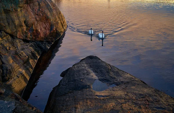 Couple Swans Swimming Pond Rocky Shore Sunrise — Stock Photo, Image