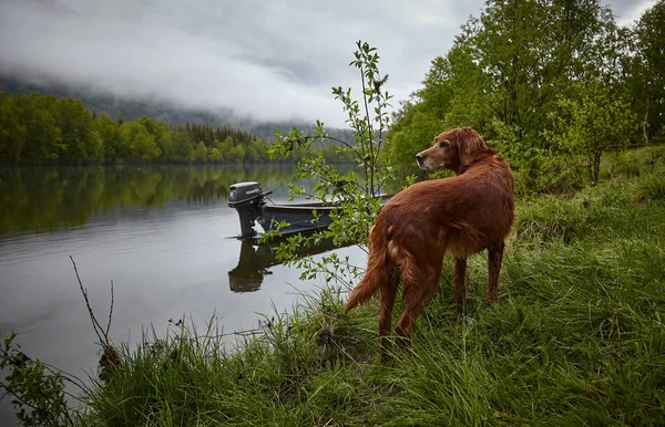 Cane Rosso Sul Fiume Nella Foresta — Foto Stock