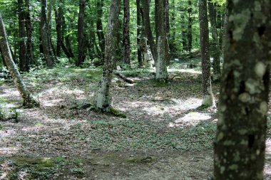 Yosun ormanı kapladı.