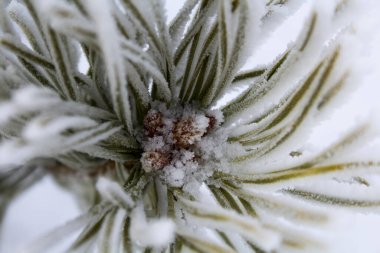Ladin iğnelerinde don
