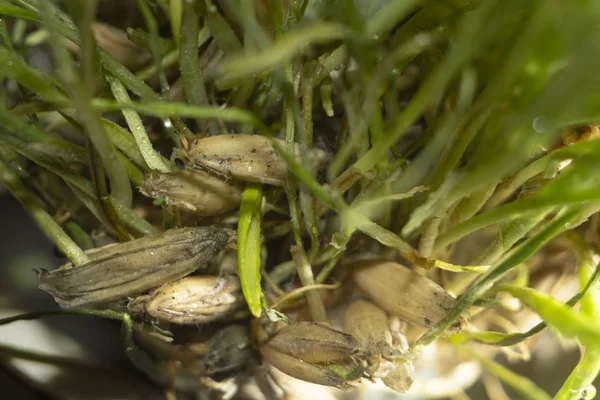 stock image grains with sprouts, awakening of plants, macro