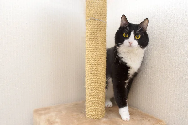 cute cat in a pet house