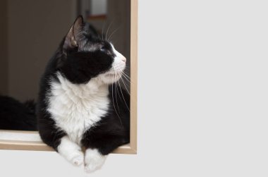 Şirin bir kedi, iç kısımda oturuyor. Metin için alanı olan pankart.