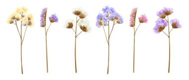 Watercolor isolated statice flowers in many sweet colors.  clipart