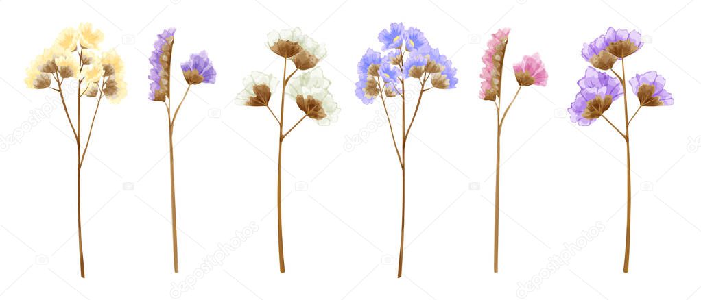 Watercolor isolated statice flowers in many sweet colors. 