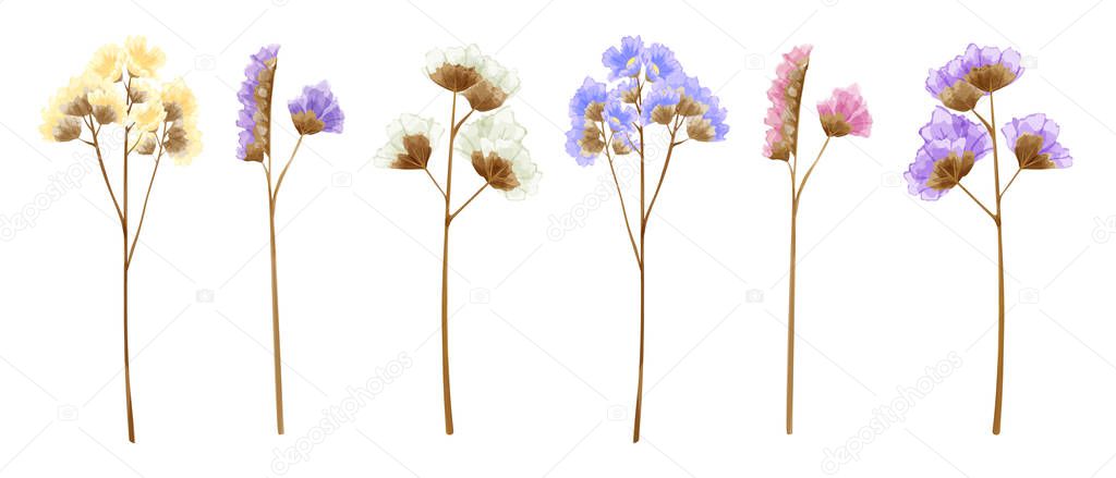 Set of watercolor isolated statice flowers in many sweet colors. 