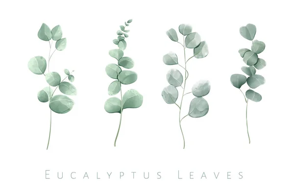 Aquarell isolierte Eukalyptusblätter in 4 Zweigen. — Stockvektor