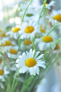 Kibar tonlarda papatya buketi