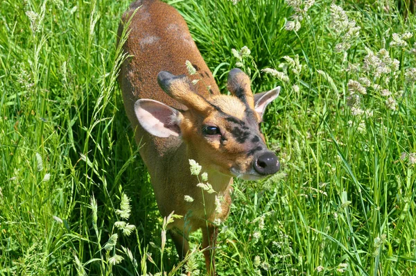 Reeën Groen Gras — Stockfoto