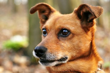 Ormandaki kırmızı köpeğin portresi