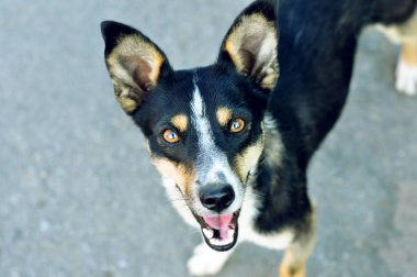 Gri arka planda üç renkli komik köpek yavrusu.