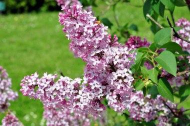 Yeşil yapraklı bahar çiçekleri yeşil bahar arka planında