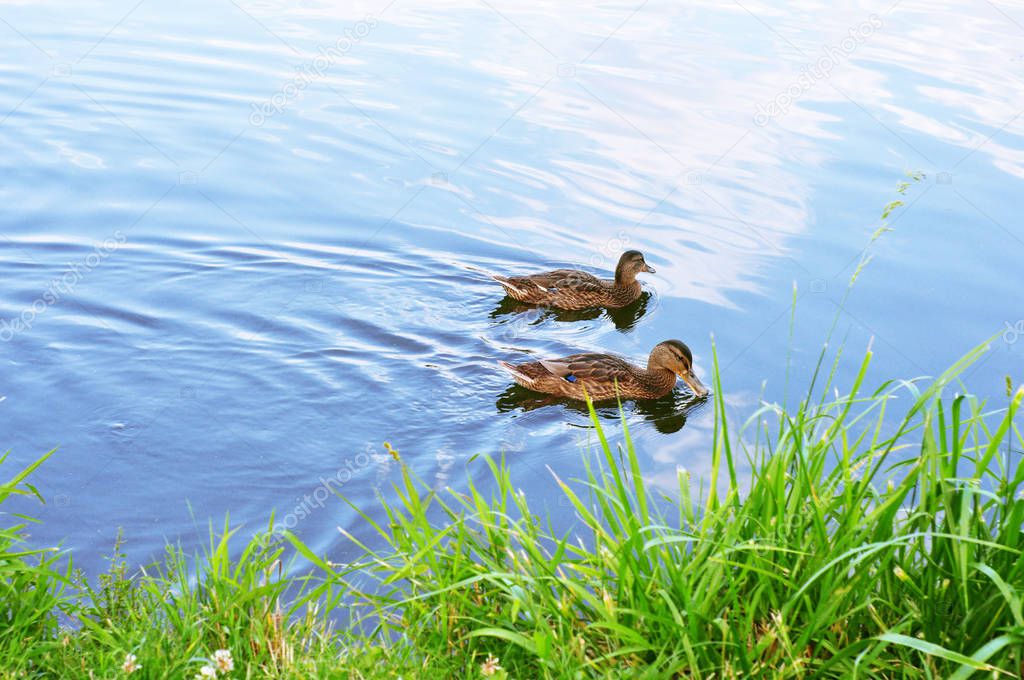 Two ducks swim on a lake in a park