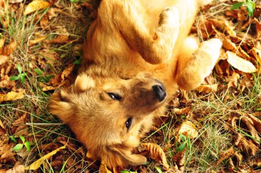 Sonbahar arkaplanındaki kuru yapraklı komik kırmızı köpeğin portresi