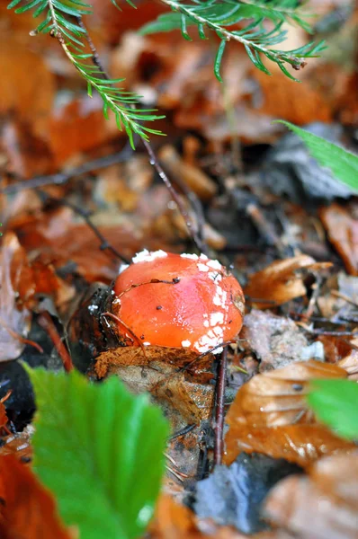 Champignon Amanita Dans Les Feuilles Sèches Sur Fond Forêt Automne — Photo