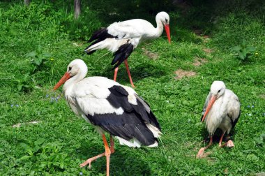 Üç saygın leylek sıcak bir yaz gününün yeşil çimlerinde dinleniyor.