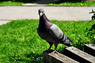Şehrin arka planındaki bankta bir güvercin duruyor.