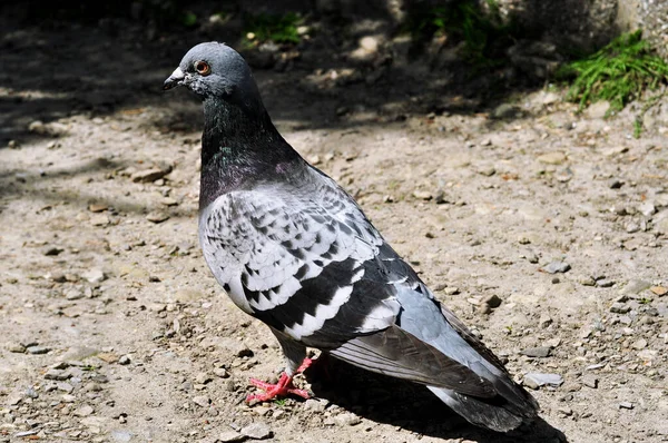 Beauty Grey Pigeon Walks Gray Trail — Stock Photo, Image