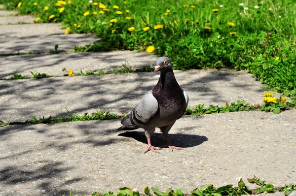 Pigeon Walks Gray Trail Background Green Grass — Stock Photo, Image