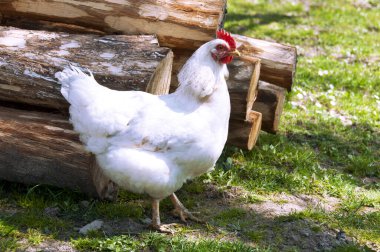 Beyaz tavuk arka planda çimen ve ahşap