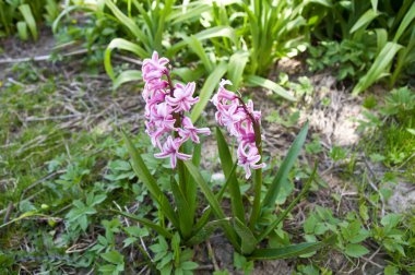 Sümbül çiçekleri bahar yeşili arka planda. Bahçedeki sümbüller
