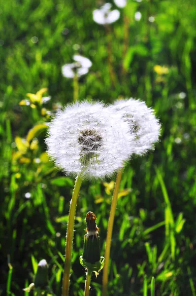 Dandelions Background Spring Grass Sunlight Dandelions — Stock Photo, Image