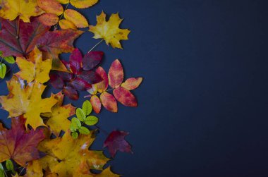 Koyu mavi arka planda renkli sonbahar yaprakları Altın sonbaharım