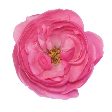 Güzel pembe gül beyaz arka planda izole edilmiş.