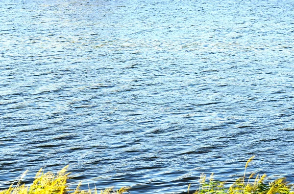 clean river summer waves among the local flora