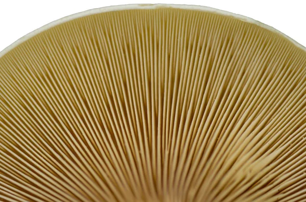 Forest Autumn Mushroom Isolated White Backgr — Stock Photo, Image