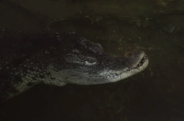 Alligator Recherche Proie Possible — Photo