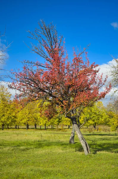 Autumn Kharkov Park Pleasing Eye Its Colors — 스톡 사진