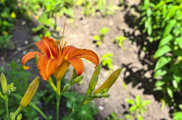 Bright Orange Lily Blossoming Summer Garden — 스톡 사진