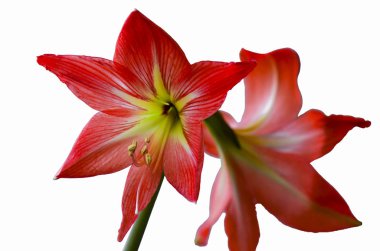 Beyaz arka planda izole edilmiş parlak kırmızı hippeastrum