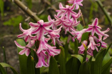 Bahçede açan güzel pembe çiçekler