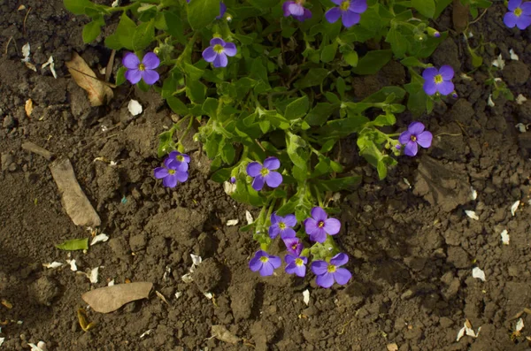 Bush Small Purple Flowers Blossoming Garden — Stock Photo, Image