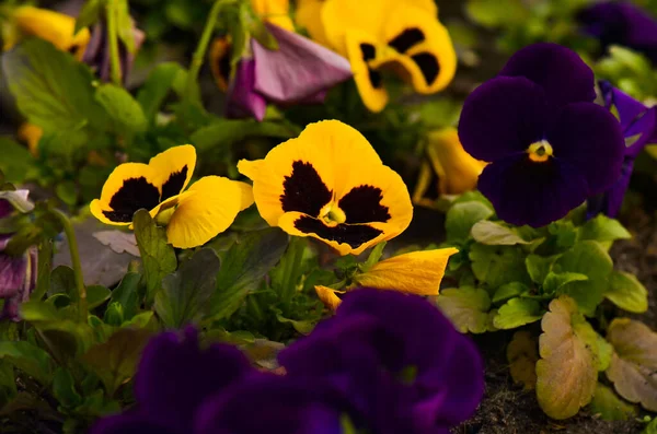 Beautiful Yellow Flowers Blooming Garden — Stock Photo, Image