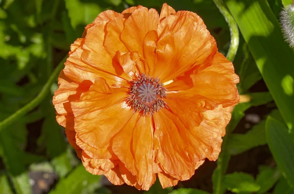 Piękny Jasny Pomarańczowy Mak Kwitnący Pod Słońcem — Zdjęcie stockowe