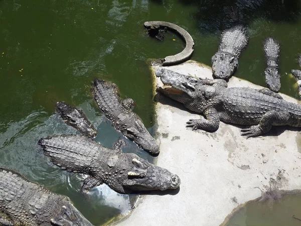 Tailândia Pattay Crocodilos Fazenda — Fotografia de Stock
