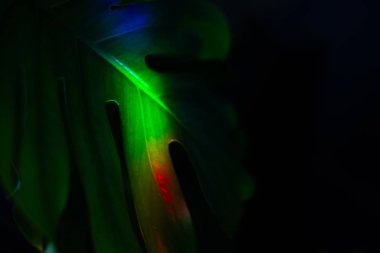 Siyah zemin üzerinde neon ışıklı tropikal yapraklar.