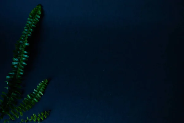 Tropical leaves on a black background with neon light, soft focus. — 스톡 사진