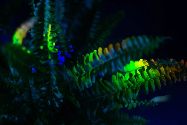 Tropical leaves on a black background with neon light, soft focus. — 스톡 사진