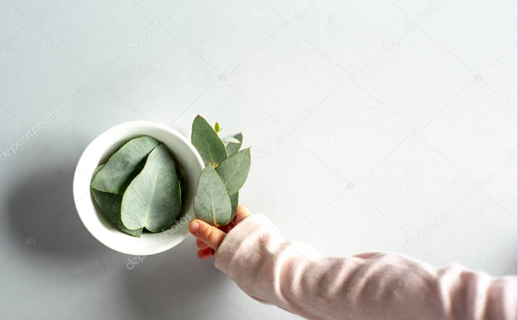 Eucalyptus leaves in a bowl on a gray background