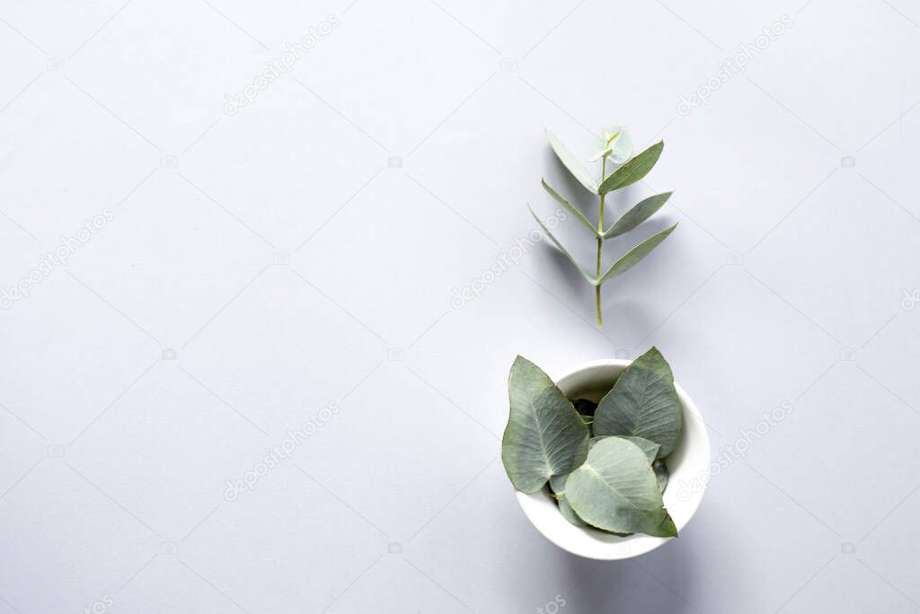 Eucalyptus leaves in a bowl on a gray background