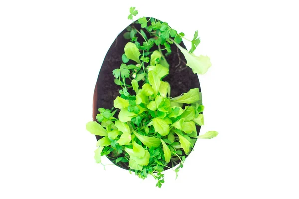 Microverde e germogli di prezzemolo e insalata a forma di uovo di Pasqua su sfondo di carta bianca. Foto Stock