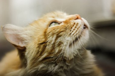 Zencefilli pofuduk evcil kedi, akıllı görünümlü.