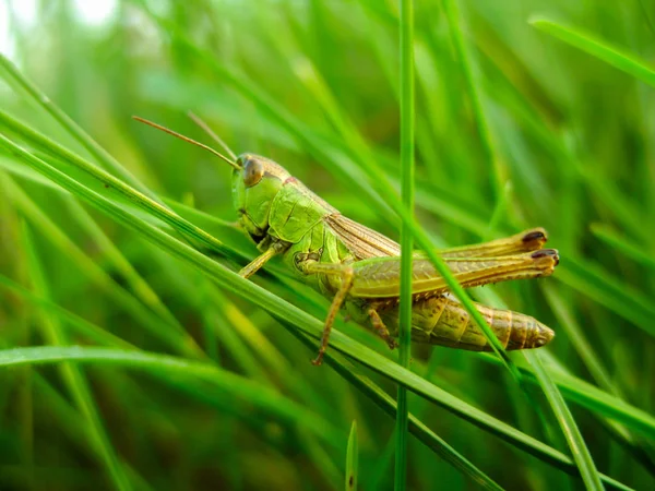 Sıcak bir yaz gününde çimlerin üzerinde çekirge