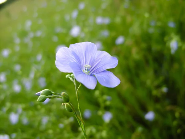 Flax wildflowers in a warm summer meadow — 스톡 사진